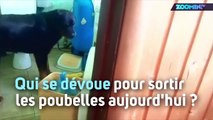 Astucieux : un chien qui ramasse les poubelles...