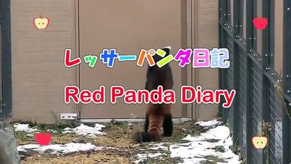 Ce panda roux va vous faire craquer