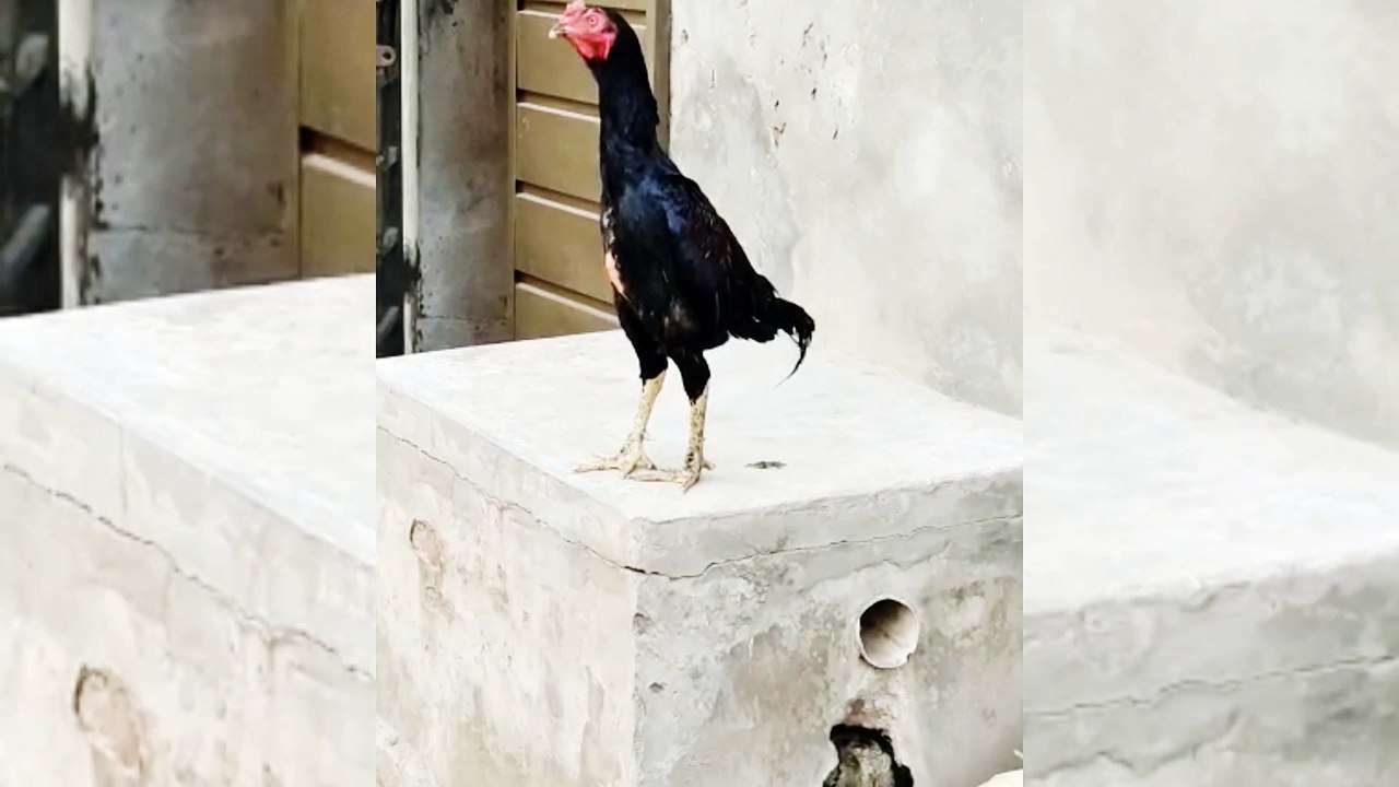 The black rooster crowing