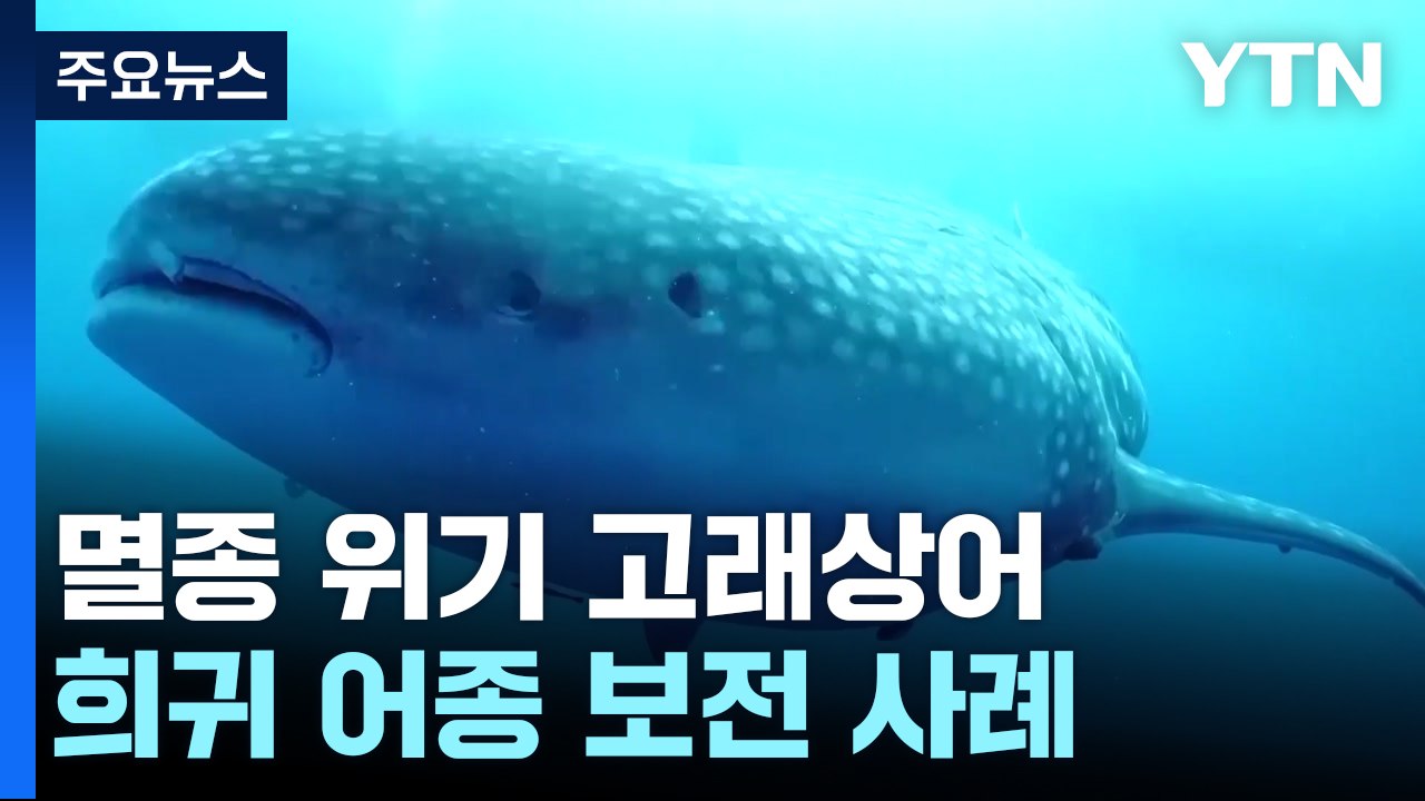 멸종 위기 고래상어...인도네시아 어종 보존 나서 / YTN