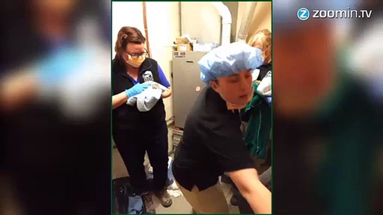 Cette tripotée de bébés jaguars va vous faire craquer !