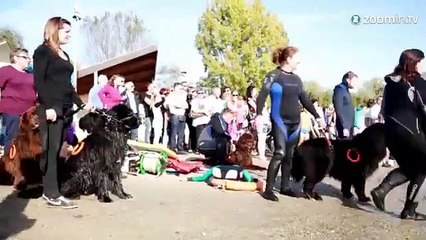 Le Terre-Neuve, un chien qui vous veut du bien!