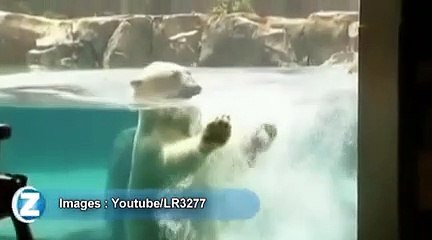Un ours polaire joue avec un gros glaçon !