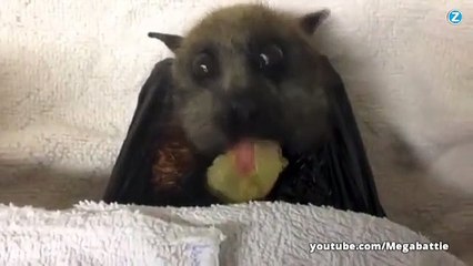 100 % cute, une chauve-souris mange du raisin !