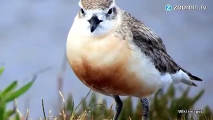 Taylor Swift,  cruelle envers les oiseaux ?