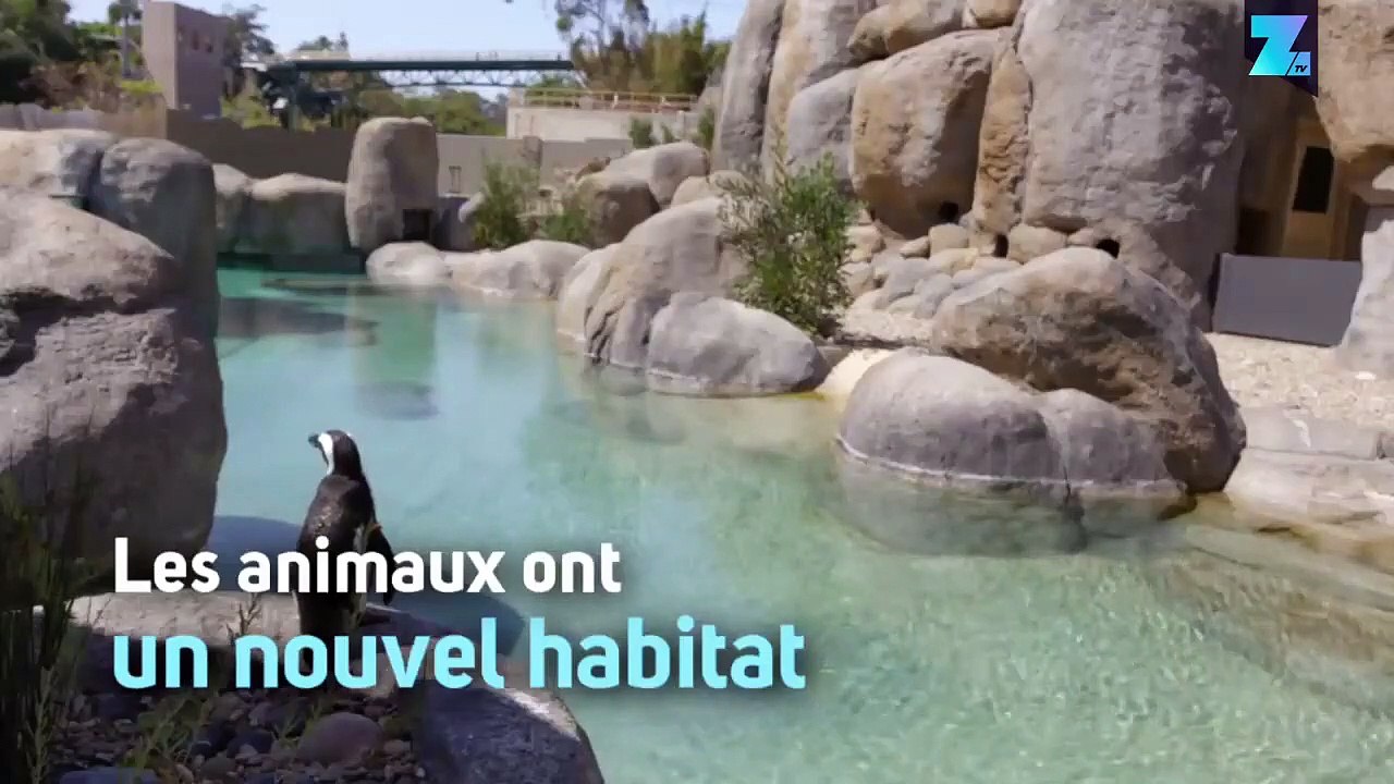 Pool party pour ces manchots !