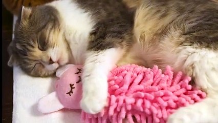 Ce chat ne dort jamais sans son doudou !
