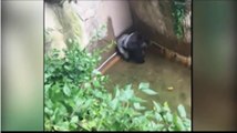 Un gorille attrape un enfant qui est tombé dans son enclos dans le zoo de Cincinnati