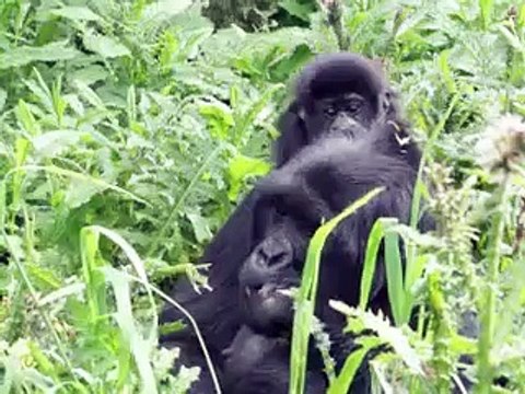 Contre braconnage et violences régionales, le Rwanda préserve ses gorilles