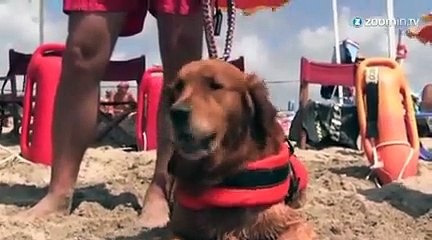 Alerte à Rome : des chiens sauvent des vies