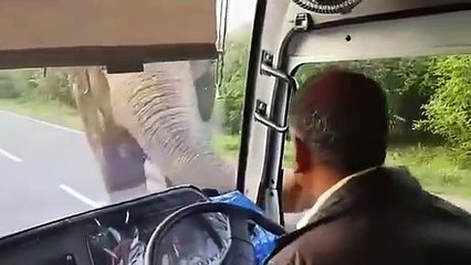 Un éléphant brise la vitre d'un bus pour voler des bananes !
