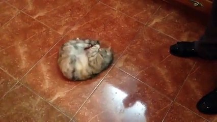 Un chat excité par l'odeur des olives