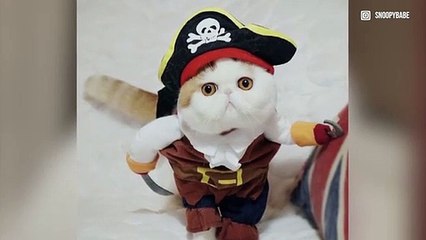 Snoopy le chat : Sa bouille toute ronde fait craquer Instagram