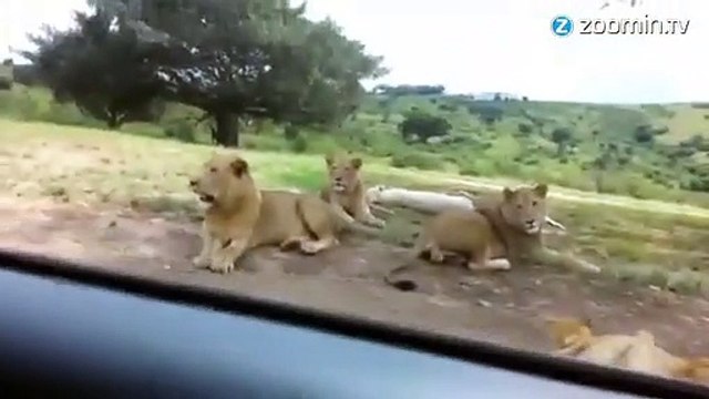 Alerte! En Afrique, les lions braquent les voitures