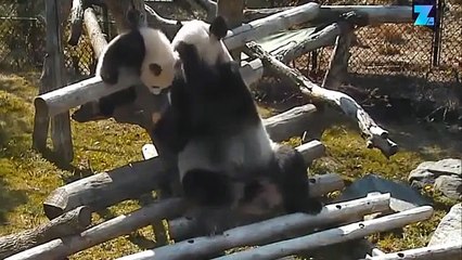Trop mignon : un bébé panda et sa mère s'éclatent