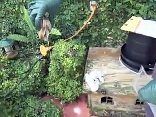 Beurk! Des escargots géants et gloutons attaquent Miami