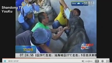 Emotion : un éléphanteau attaqué et abandonné par sa mère pleure pendant 5 heures
