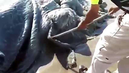Une créature étrange découverte sur une plage du Mexique