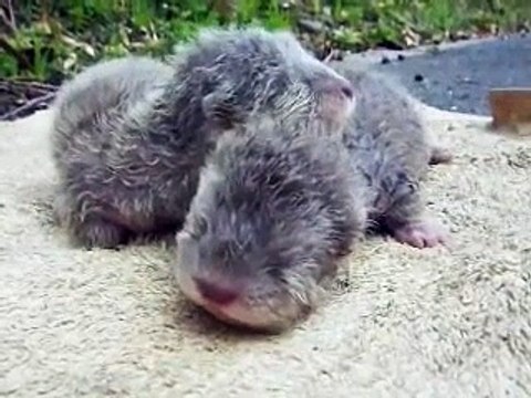 Ces bébés loutres vont vous faire craquer