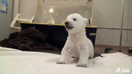 Les premiers pas du bébé ours polaire