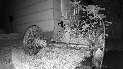 Un raton laveur renverse un bain d'oiseaux