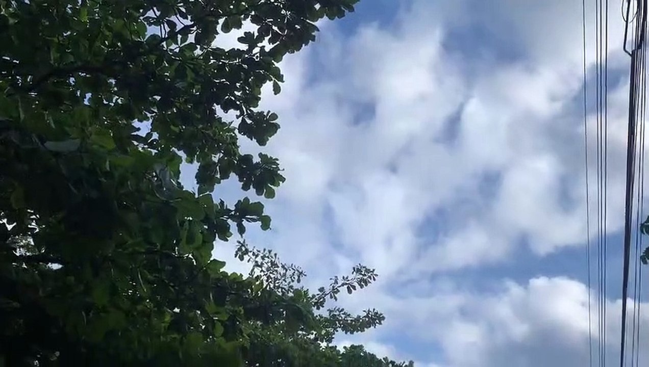 Quand les singes volent
