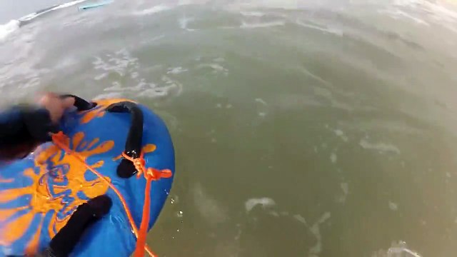 Le phoque You, nouvelle star du surf des plages de Gironde