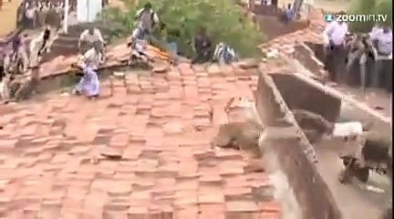 Choc : un léopard sème la panique dans un village