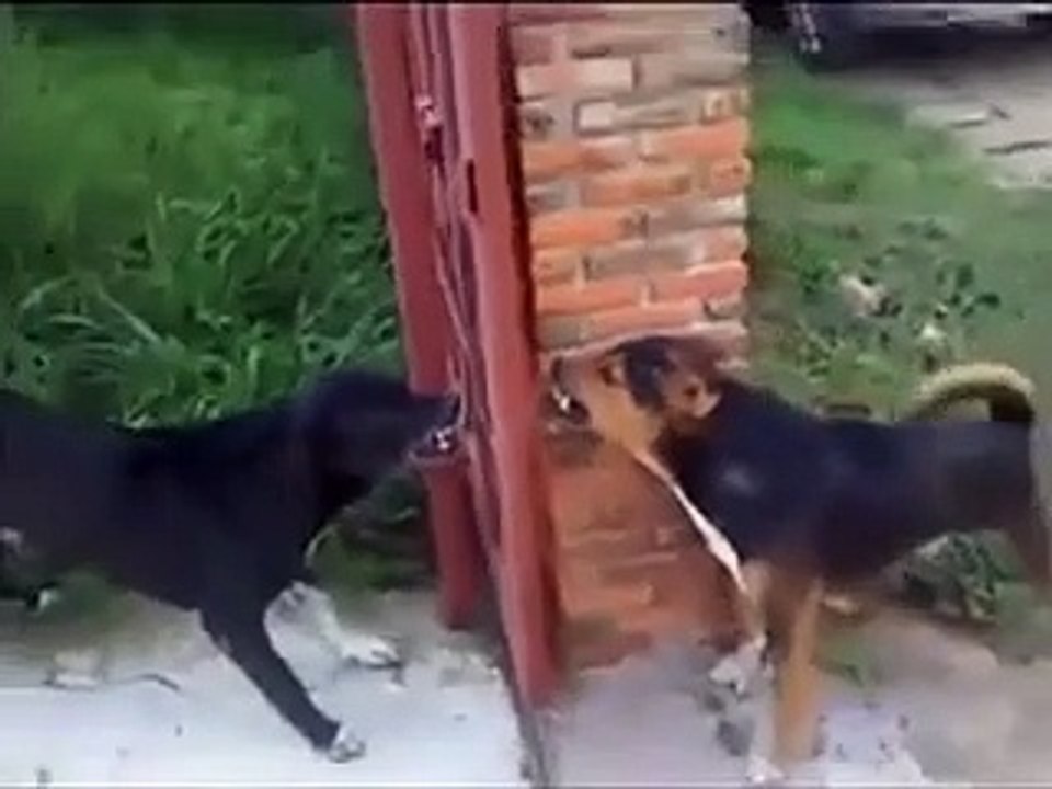Deux chiens se disputent devant un portail