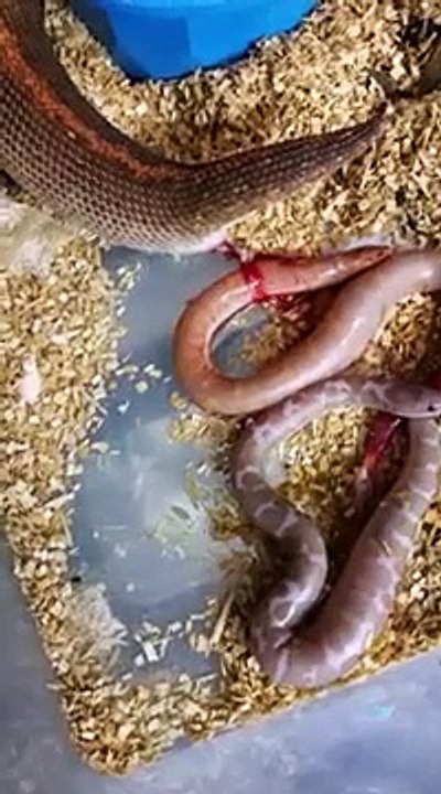 Avez-vous déjà vu la naissance de boas ? Maintenant oui !