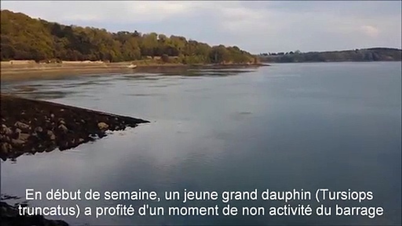 Bretagne : un dauphin bloqué au barrage de la Rance