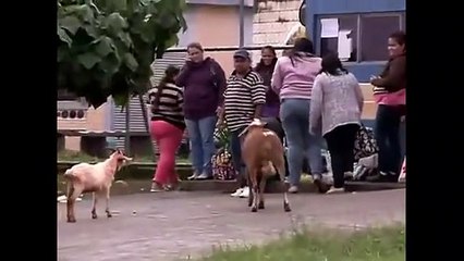 Une chèvre terrorise des passants dans la rue