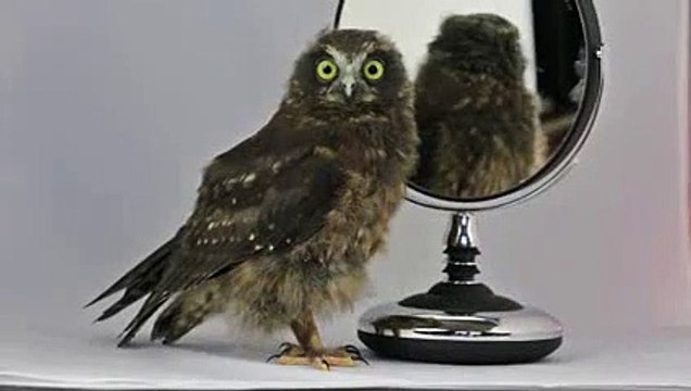 Cette adorable chouette a le rythme dans la peau !