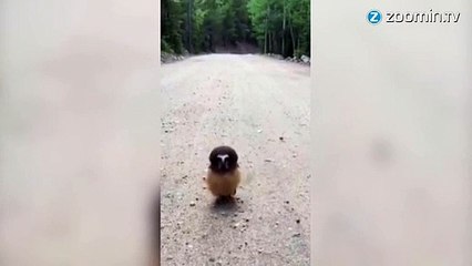 Instant meûgnon : le policier rencontre une chouette