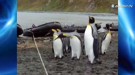 Des manchots un peu maladroits