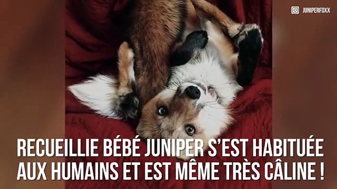 Découvrez Juniper, le renard de compagnie le plus heureux du monde !