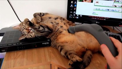 Ce chat aime se faire aspirer