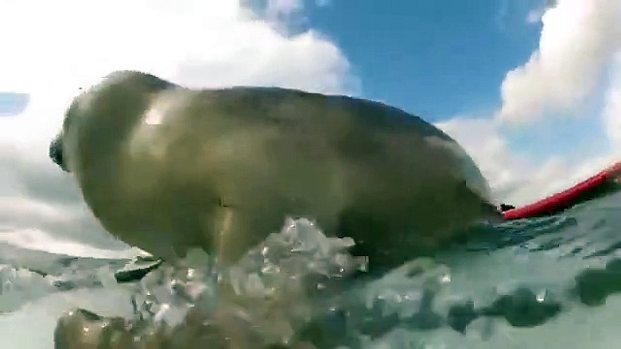 Un bébé phoque veut apprendre à surfer