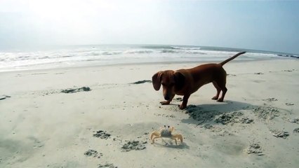 Un chien joue avec un crabe