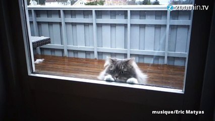 Instant meûgnon : le chat-qui-aimait-la-neige