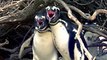 Il surprend sa femme avec un autre : la violente bagarre de pingouins qui va vous choquer
