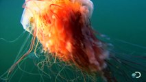 Australie : un étrange méduse géante retrouvée sur une plage