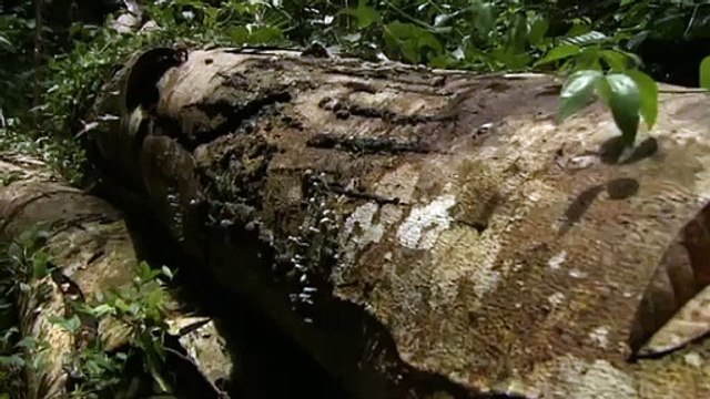 Il pleut des araignées en Australie !