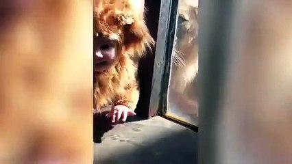 L'adorable rencontre entre un bébé déguisé en lion et ... un vrai lion !