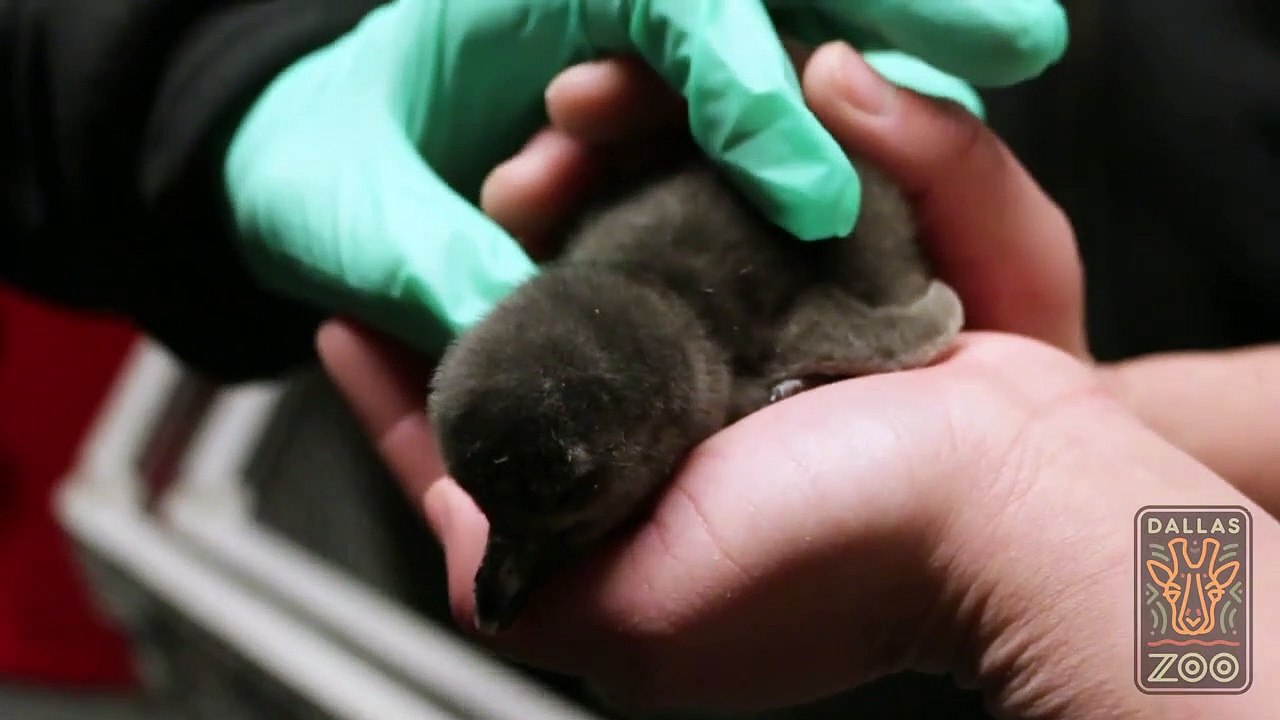 Avez-vous déjà assisté à la naissance de pingouins ?