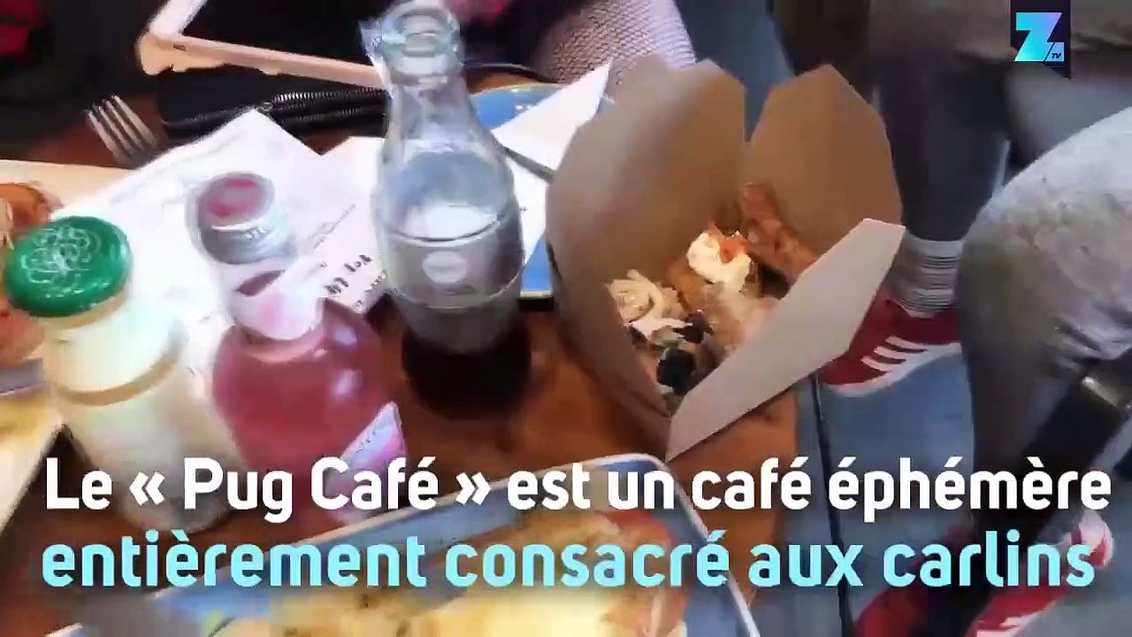 Angleterre : un café spécialement les chiens carlins !