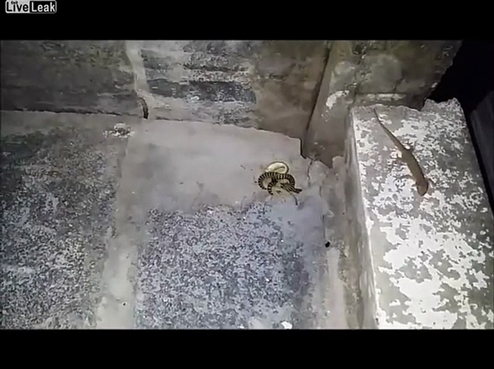 L'incroyable fuite de ce lézard qui a failli se faire manger par un serpent