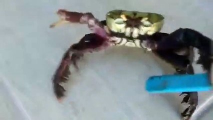 Armé d'un couteau, ce crabe a décidé de ne pas se laisser faire !