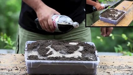 Comment faire pousser des préservatifs comme des plantes ?