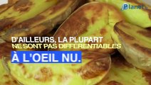 Pomme de terre : comment les producteurs vous arnaquent